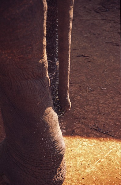 Elephant Tail.jpg